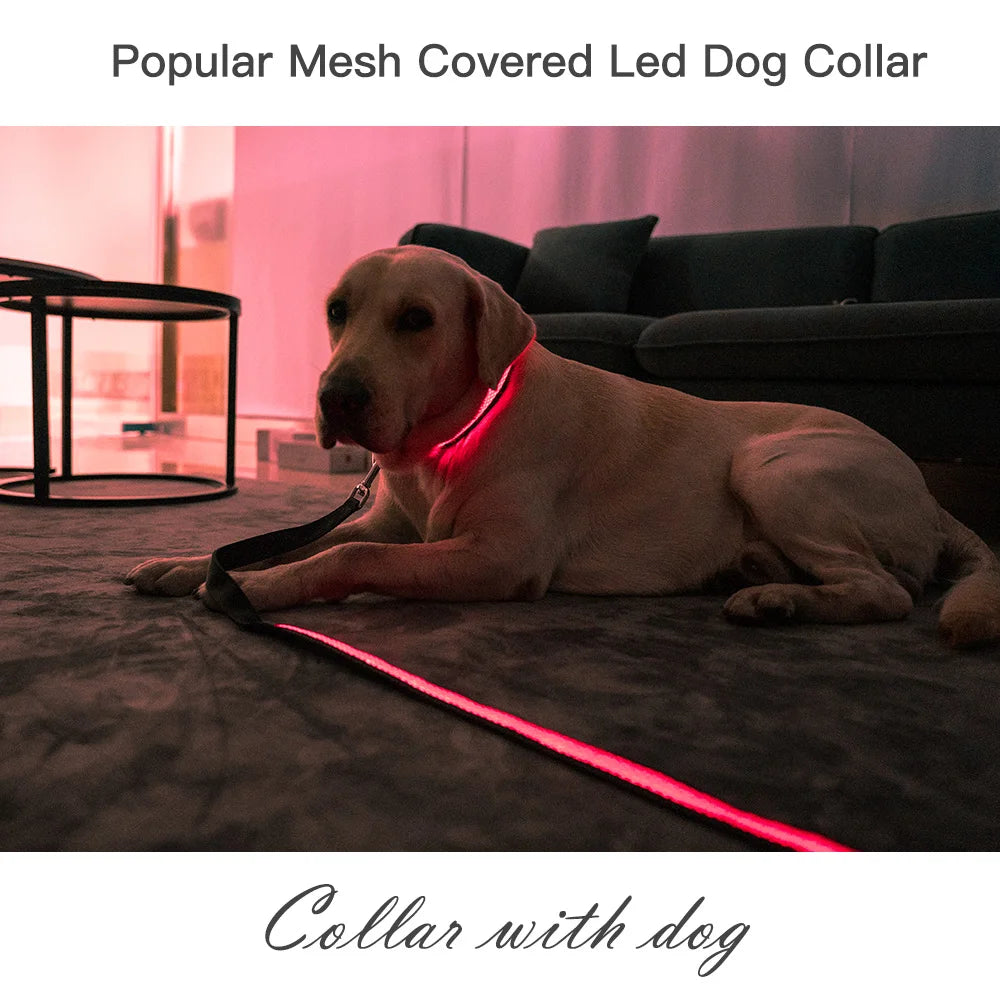 Flashing Nylon Dog Collar with LED Lighting, USB Charging Port & Steel Leash Clip, High Visibility Dog Spotter